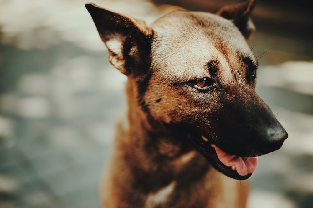 brauner und schwarzer Hund mit herausgestreckter Zunge