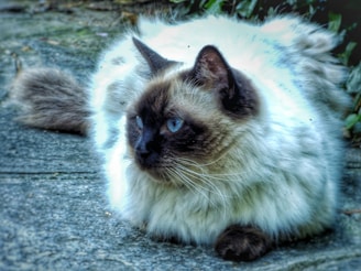 A fluffy cat with a striking color pattern lounges on a stone surface. Its fur is predominantly white with greyish-brown points on the ears, face, and paws. The cat has vivid blue eyes and appears relaxed in a natural outdoor setting with some greenery in the background.