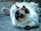 A fluffy cat with a striking color pattern lounges on a stone surface. Its fur is predominantly white with greyish-brown points on the ears, face, and paws. The cat has vivid blue eyes and appears relaxed in a natural outdoor setting with some greenery in the background.