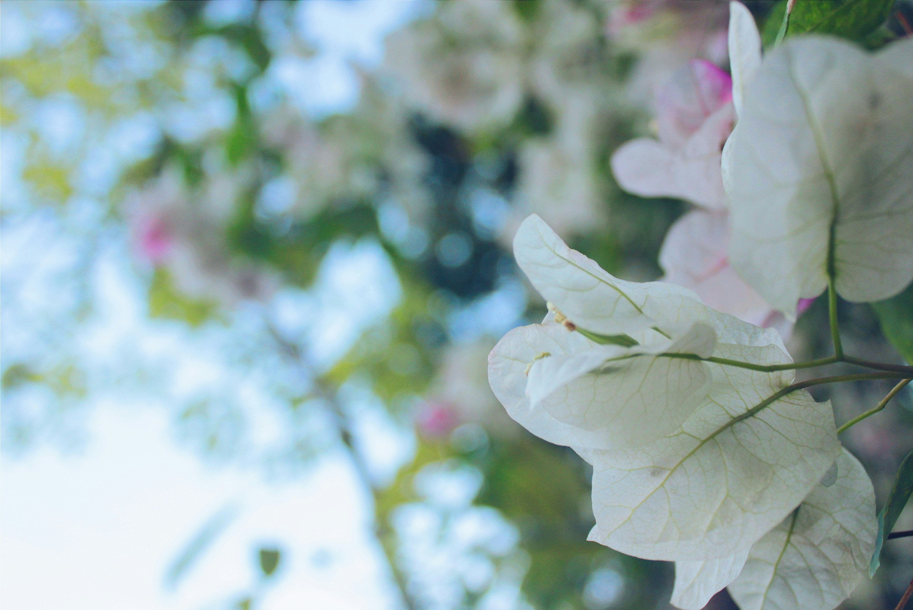 Free Unsplash photo from Pauline Tayag