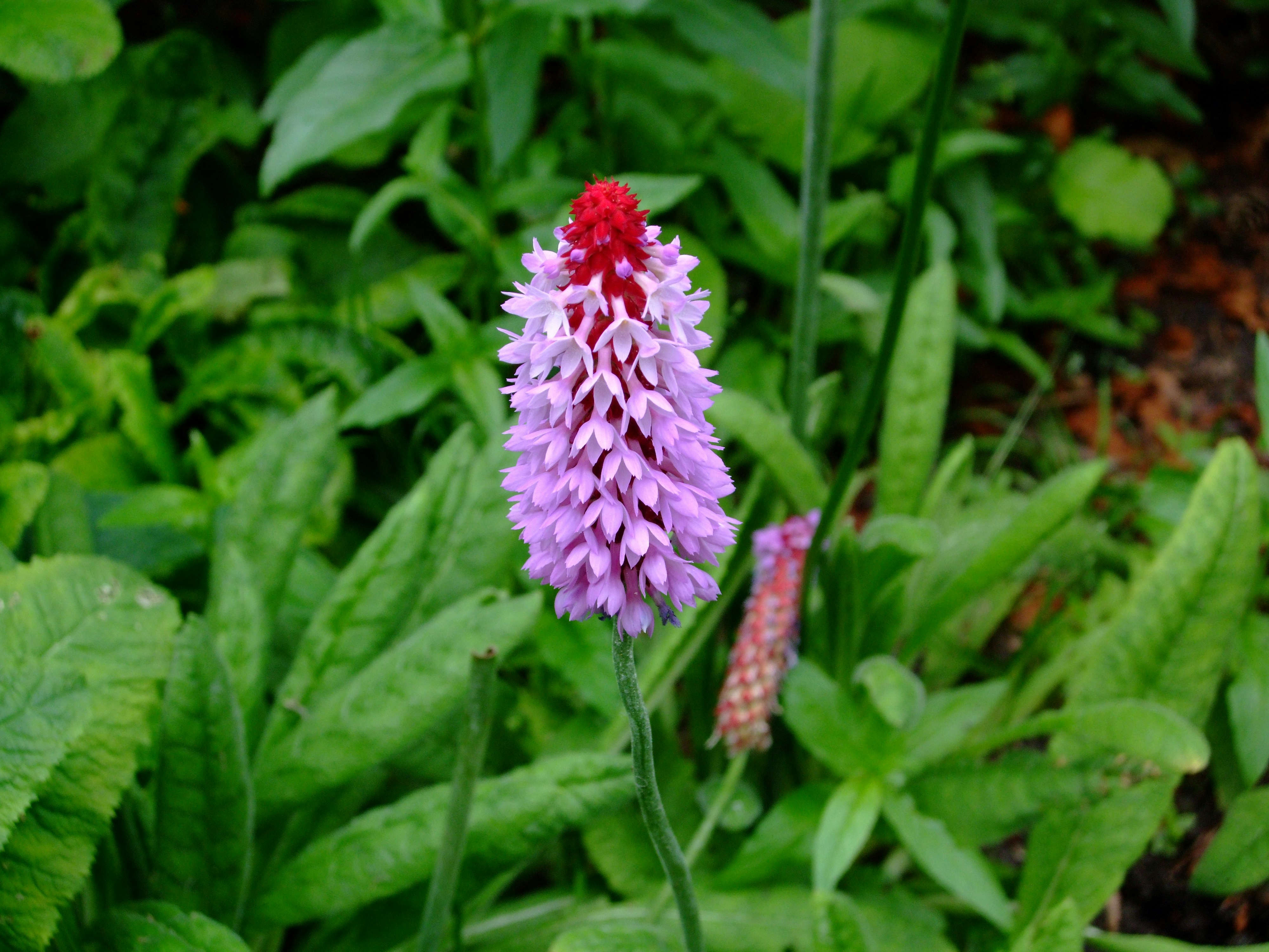 Free Unsplash photo from Philippa Briscoe