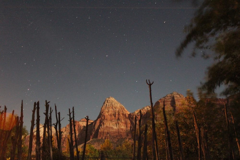 silhouette photo of leafless tree beside rock formation