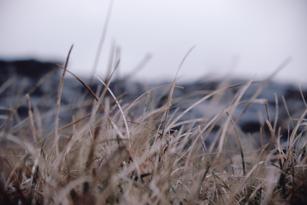 selective focus photography of grass field