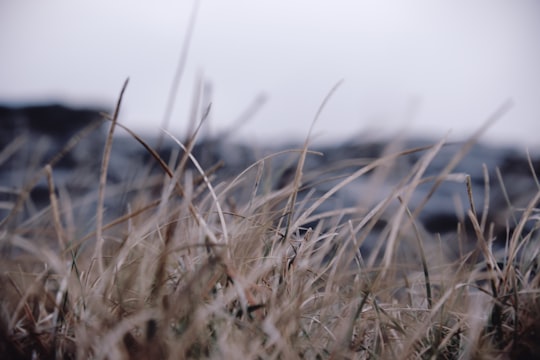 selective focus photography of grass field in Moher Ireland