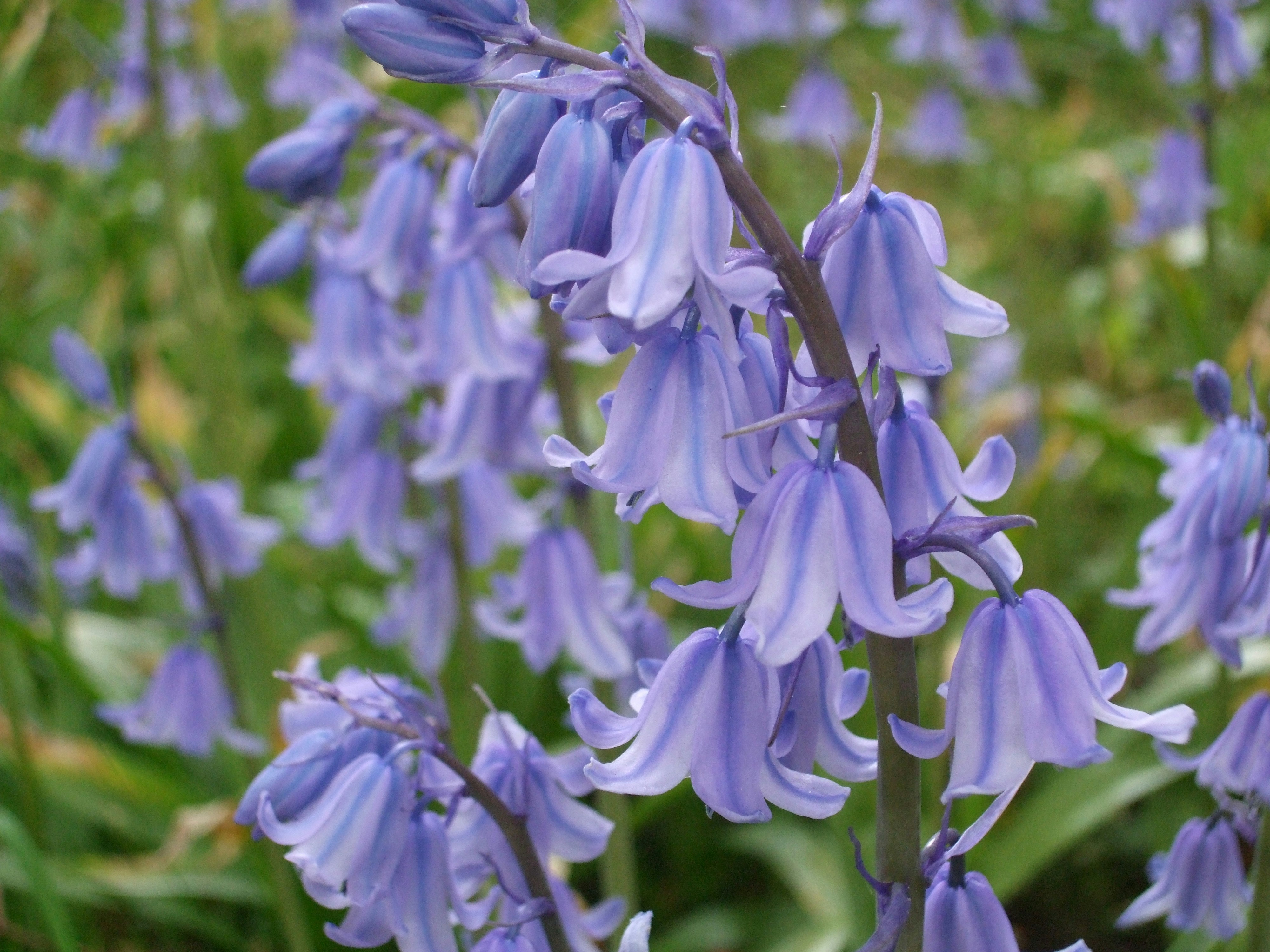 Free Unsplash photo from Philippa Briscoe