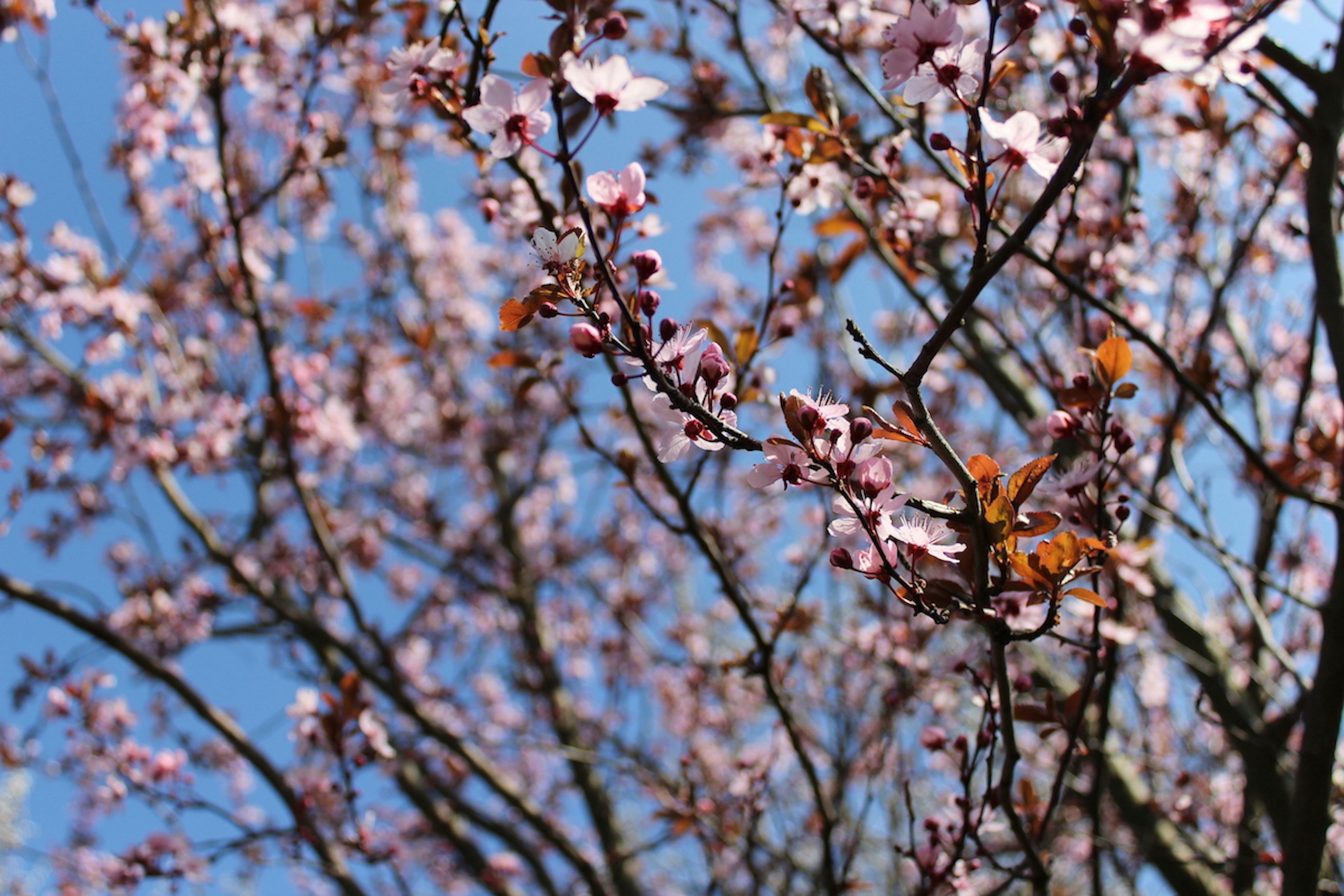 Free Unsplash photo from Chiara Maria