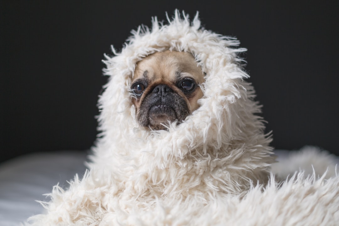 adult fawn pug,