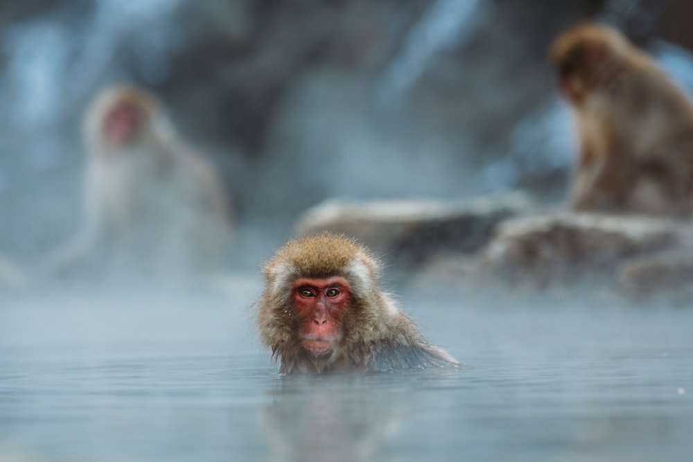 brown monkey on body of water shallow focus photography
