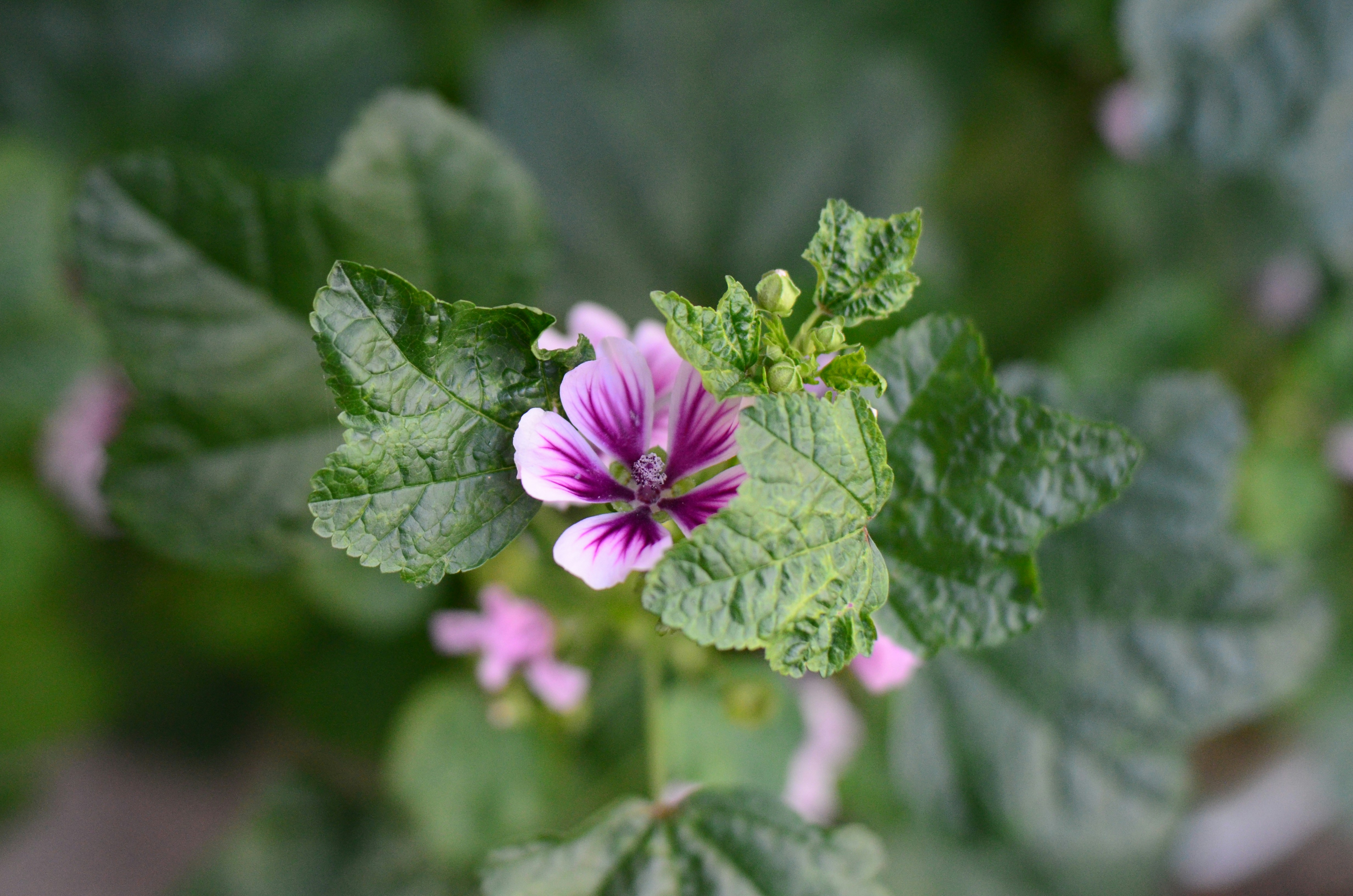 Free Unsplash photo from Hector Iván Patricio Moreno