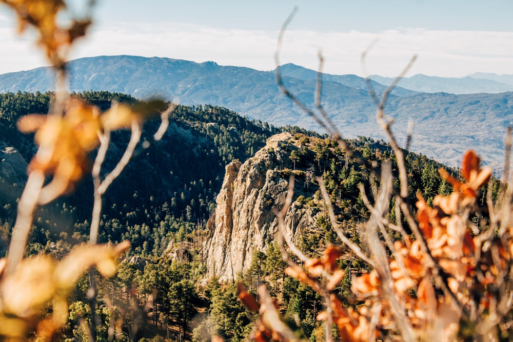 selective focus landscape photography of mountain filled with trees