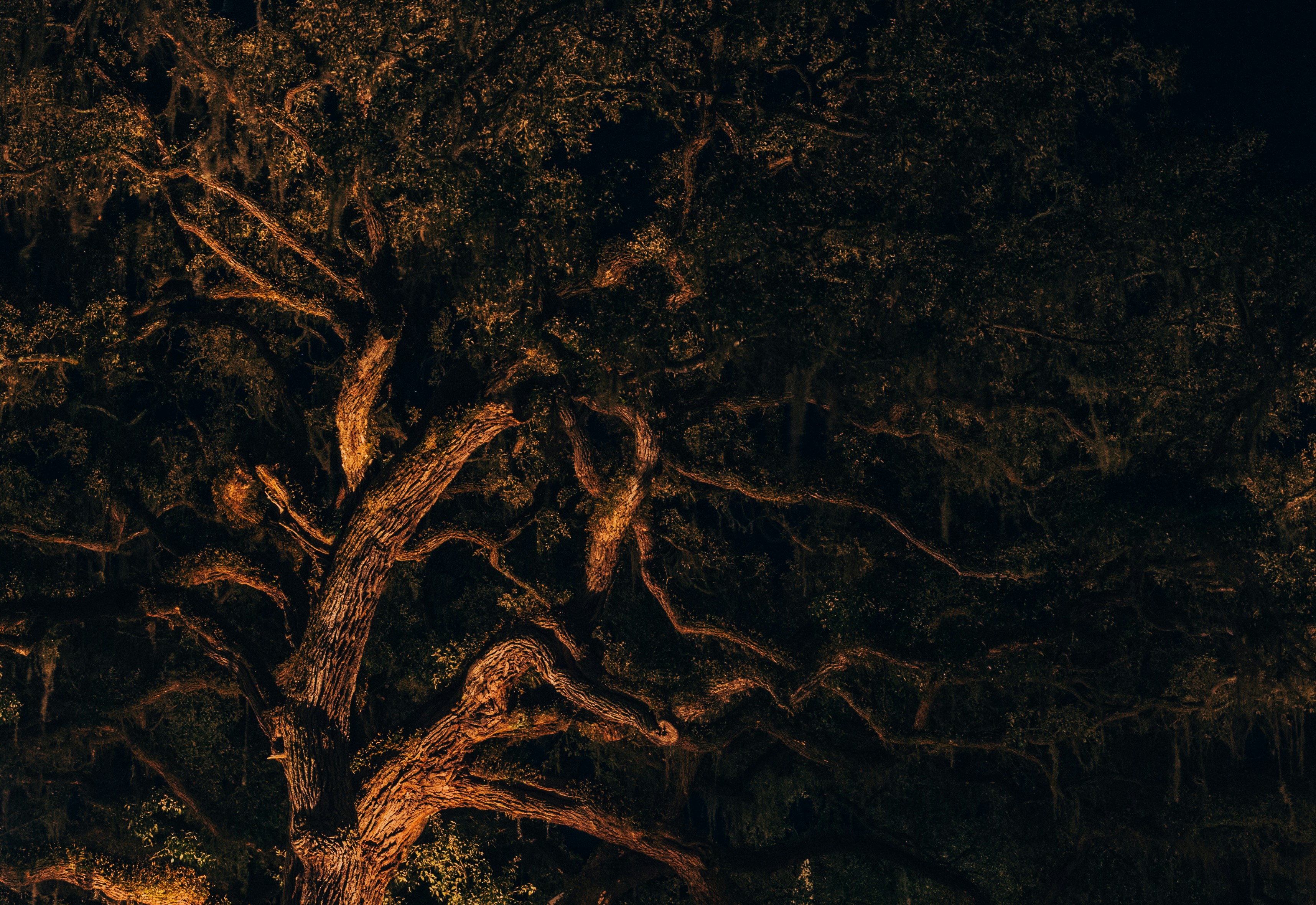 Free Unsplash photo from Willie MacDade