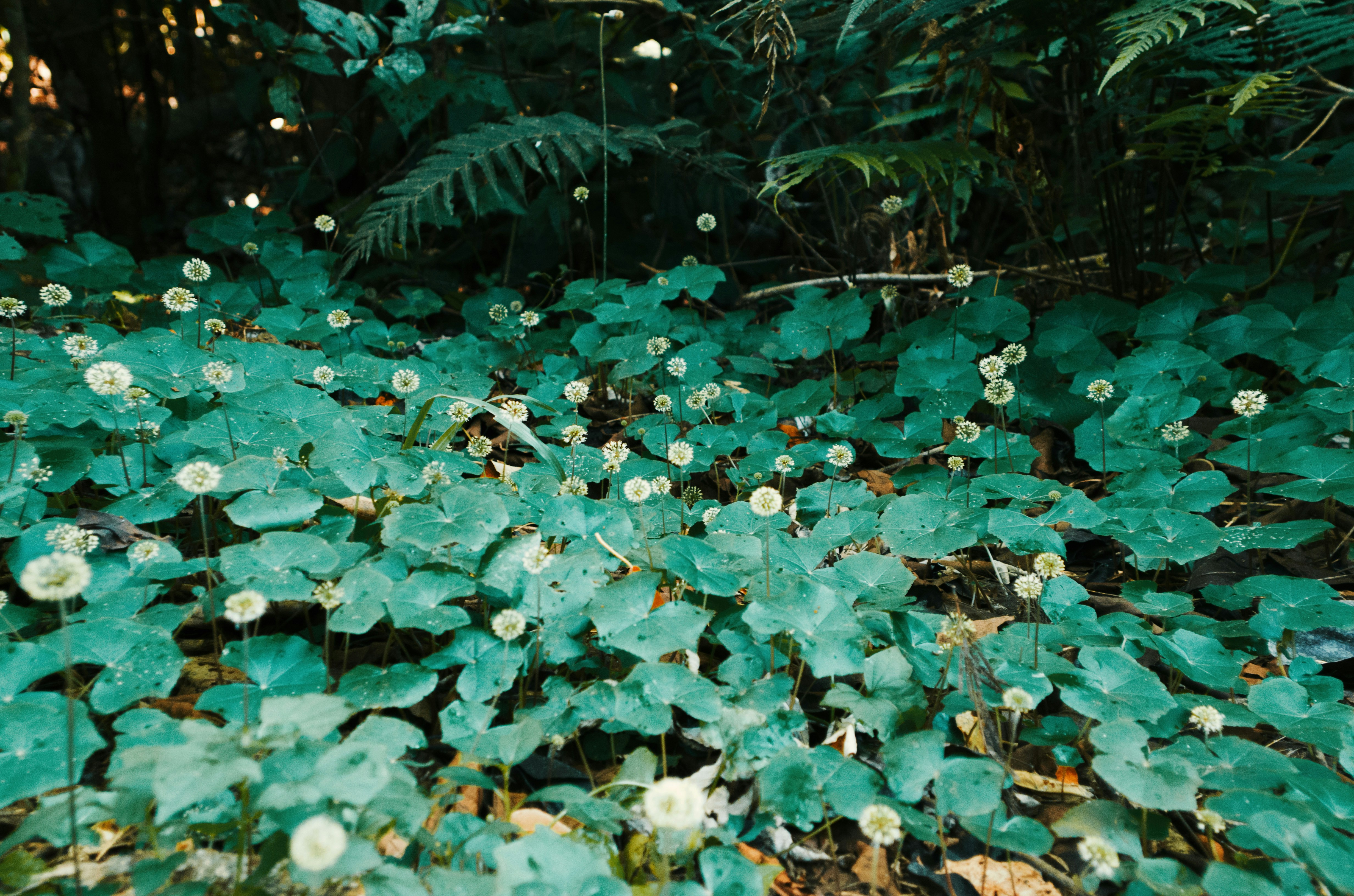 Free Unsplash photo from Camila Cordeiro