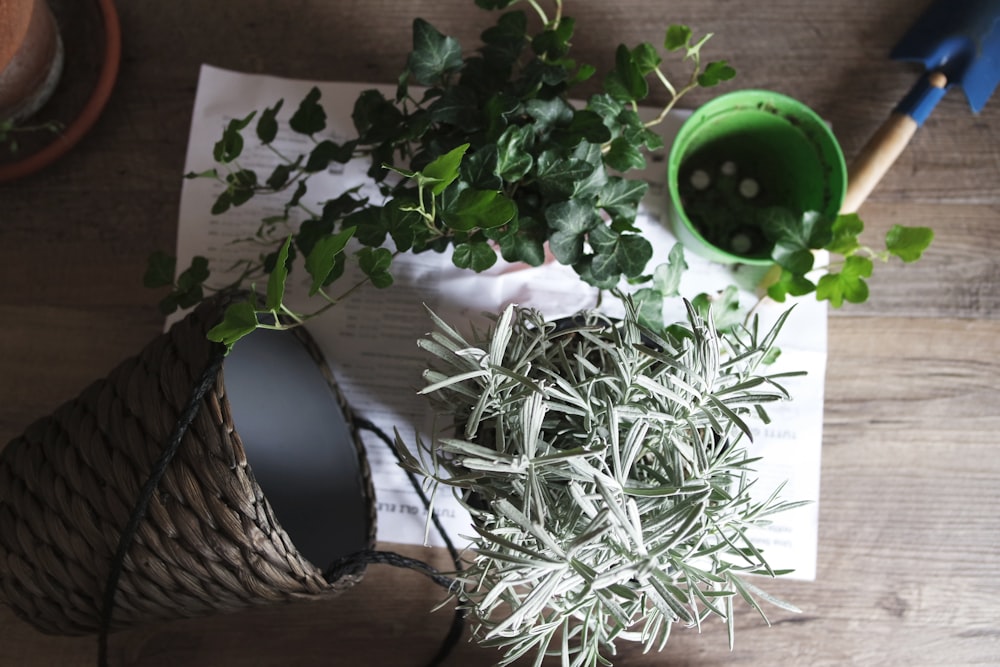 trois plantes à feuilles vertes sur papier d’imprimante blanc à côté d’un vase en osier