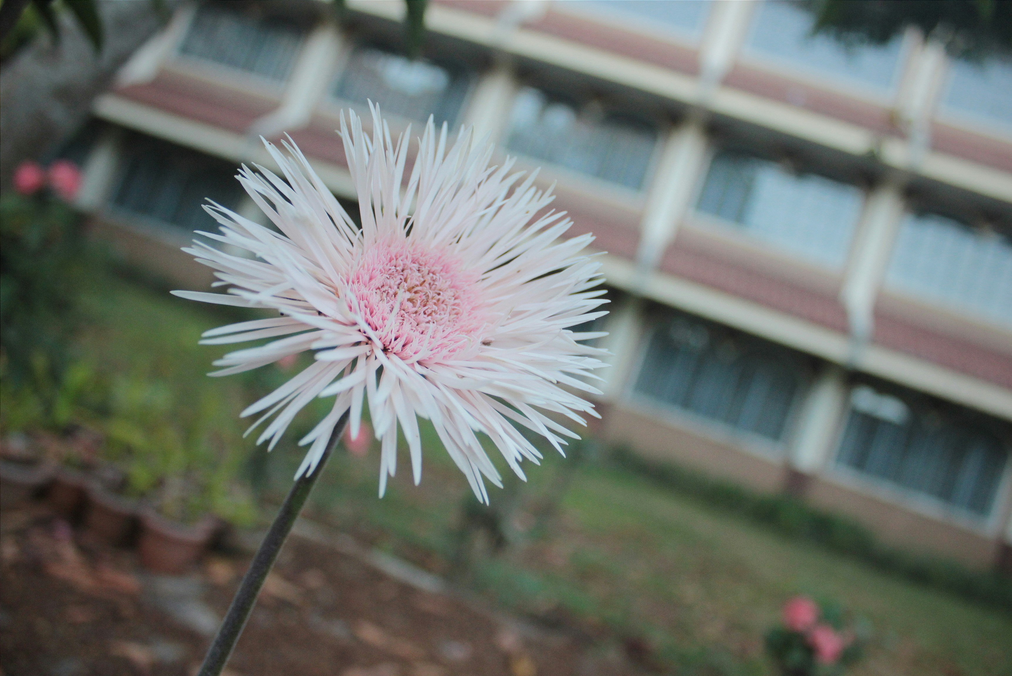 Free Unsplash photo from Pauline Tayag