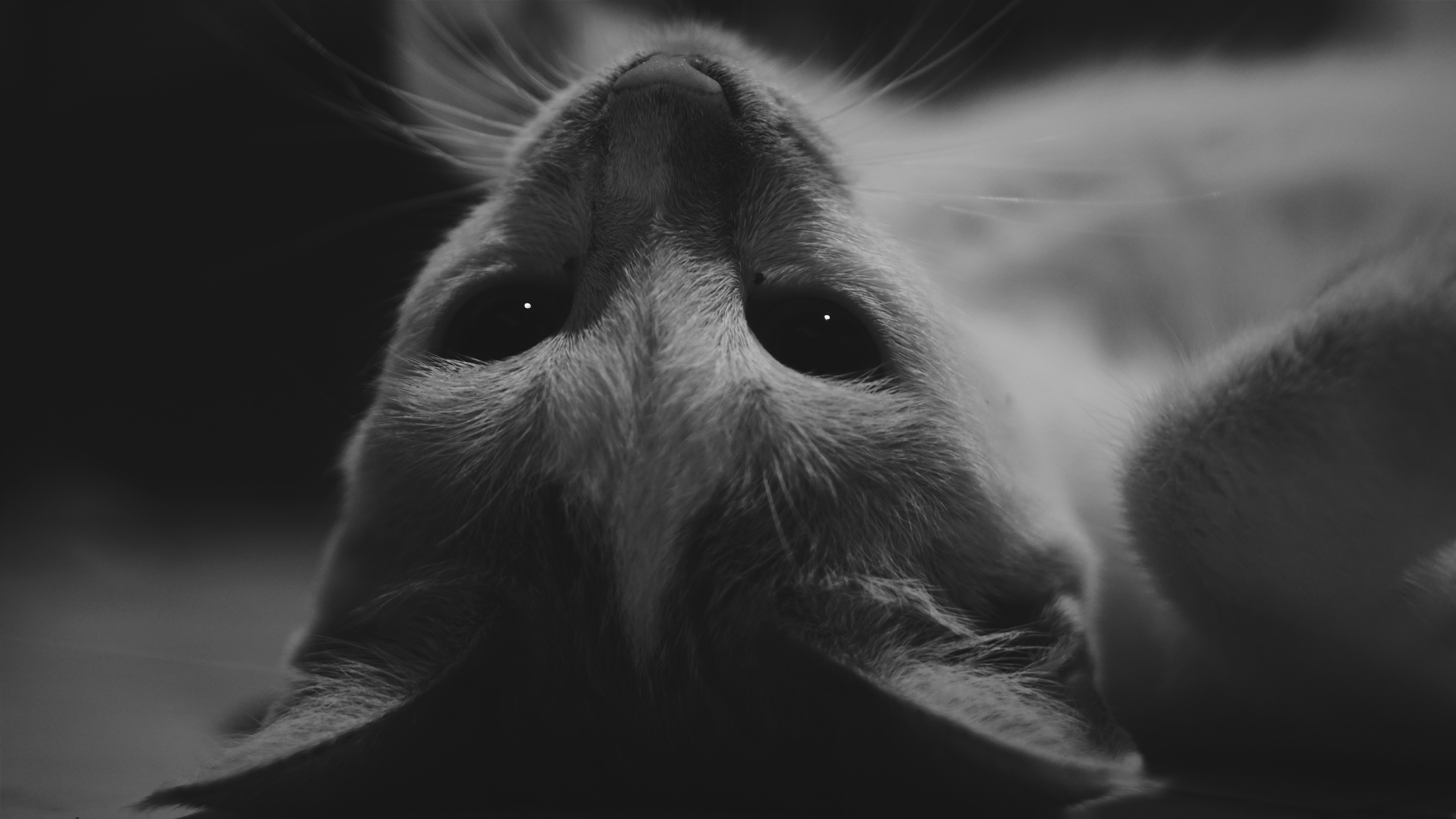 Free Unsplash photo from Alit Pramesta