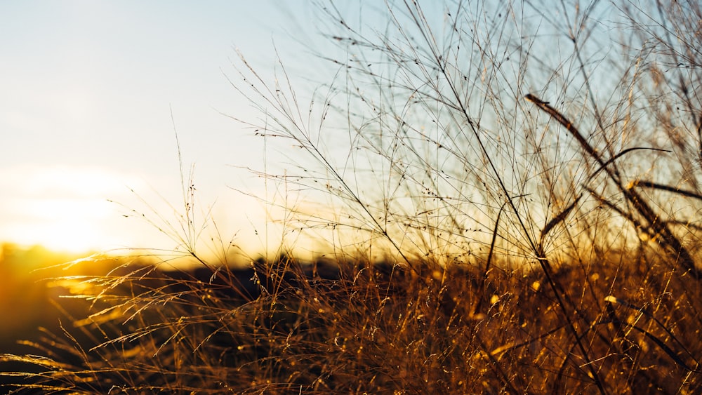 close up photography of brown grasses