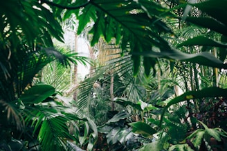 area covered with green leafed plants