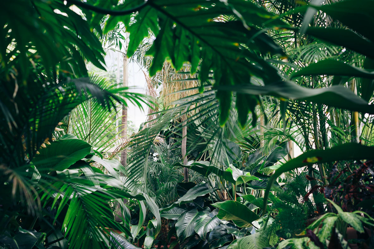 Lush green foliage in the Winsome greenhouse