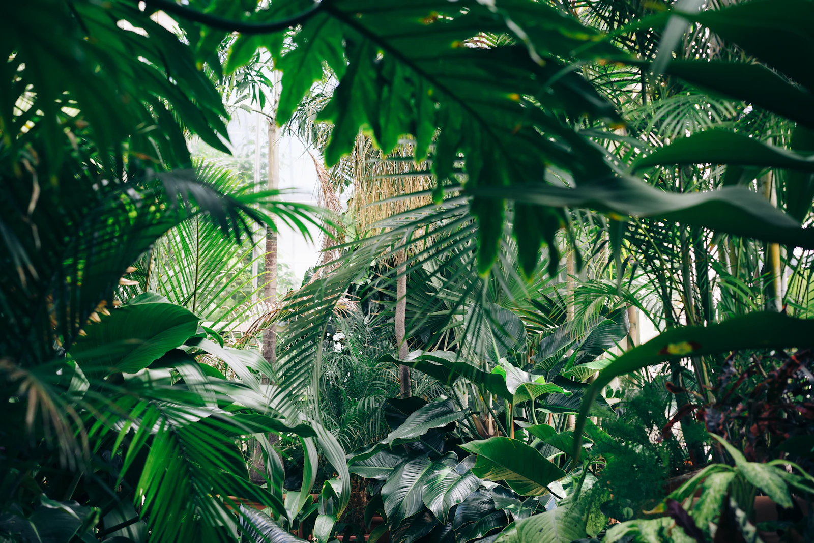 Palms and ferns filling the Fernwick glasshouse