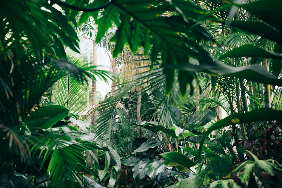 Burle Marx - Expedição Amazônia: Mostra em Belém Revela o Lado Cientista do Paisagista