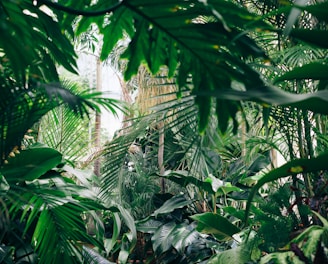 area covered with green leafed plants