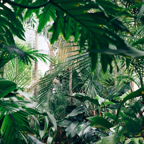 area covered with green leafed plants