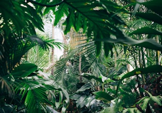 area covered with green leafed plants