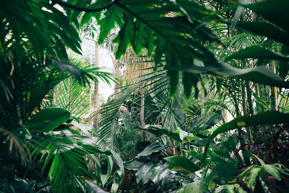 Tropical Jungle Pictures | Download Free Images on Unsplash