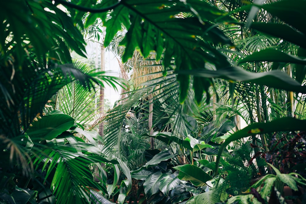 área coberta com plantas de folhas verdes