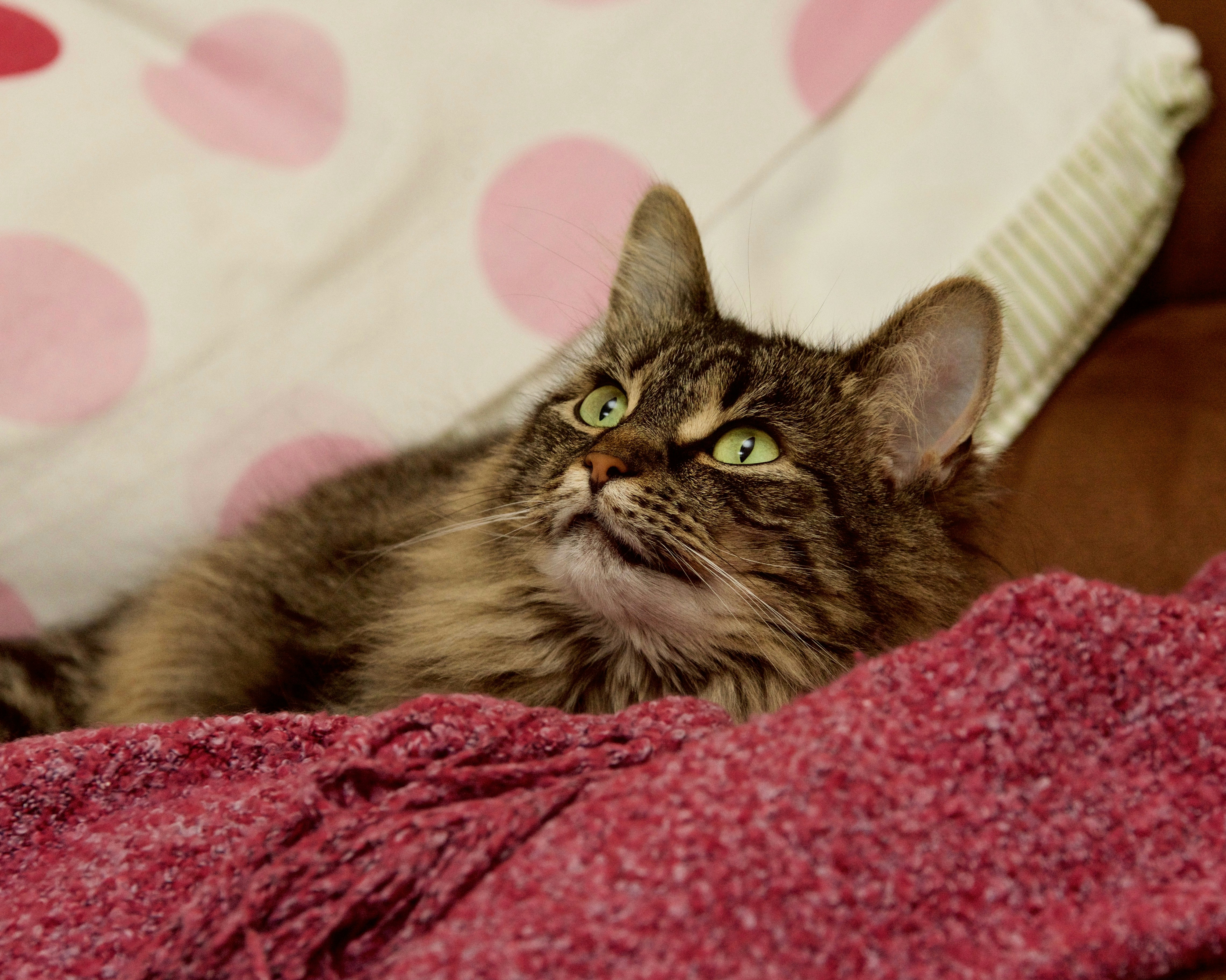 Free Unsplash photo from Living Hype Ltd.