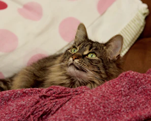 A dreamy picture of a fluffy cat napping on Yarie’s whimsical blanket covered in tiny hearts and stars