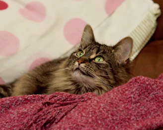 A dreamy picture of a fluffy cat napping on Yarie’s whimsical blanket covered in tiny hearts and stars