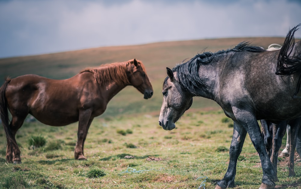 brown and black horses under clouds