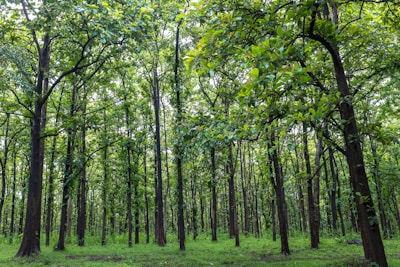 Smart forestry sensors installed on tall trees in a lush forest.