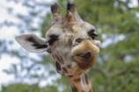 Close-up of a giraffe's face with a humorous expression, tongue slightly out, against a backdrop of blurred greenery.