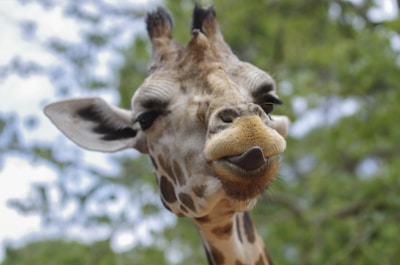 Close-up of a giraffe's face with a humorous expression, tongue slightly out, against a backdrop of blurred greenery.