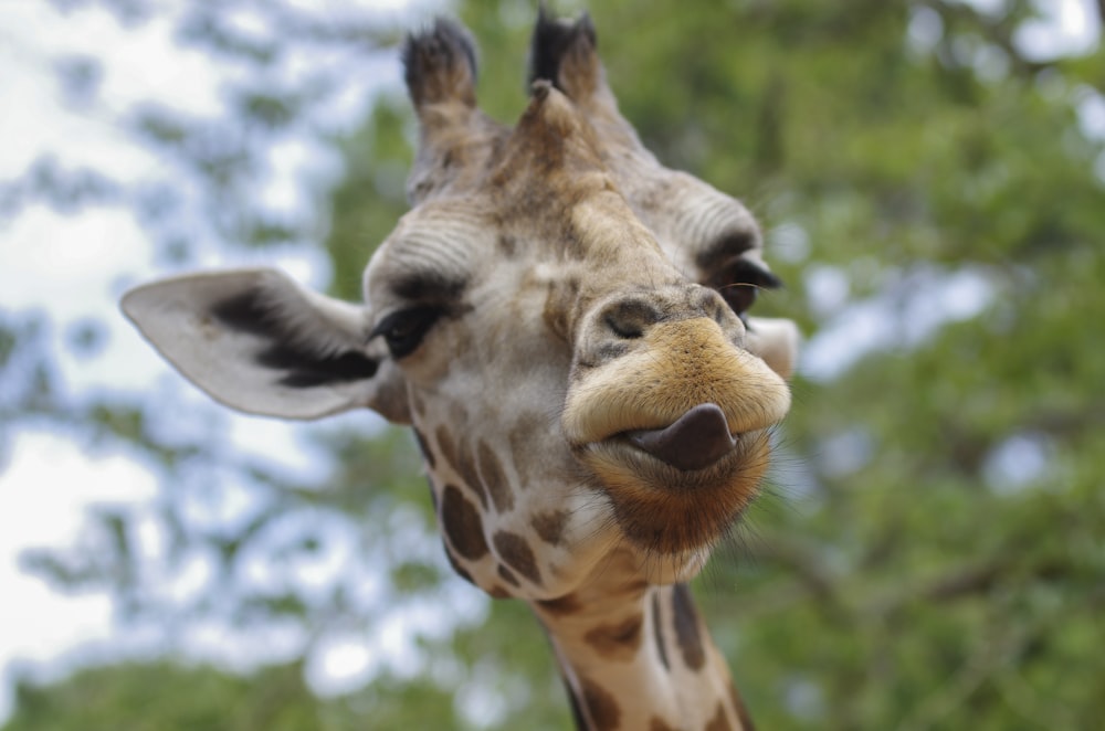 close-up photography of giraffe with tongue out