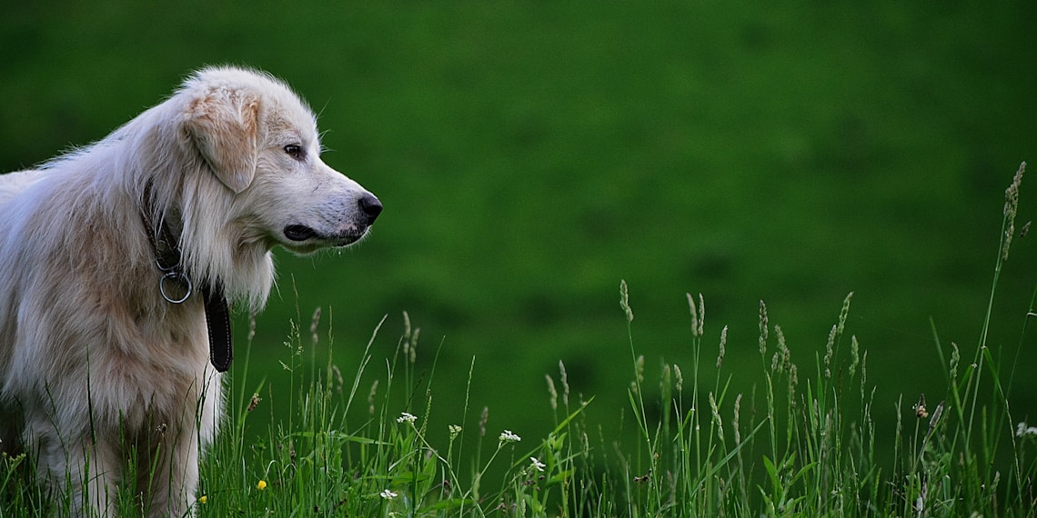 dog on green grass at daytime