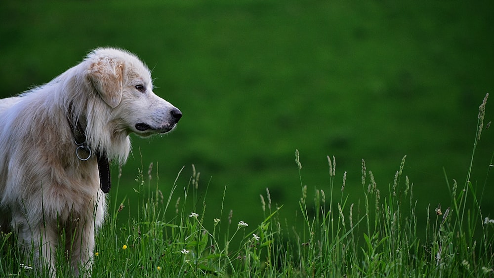cão na grama verde durante o dia
