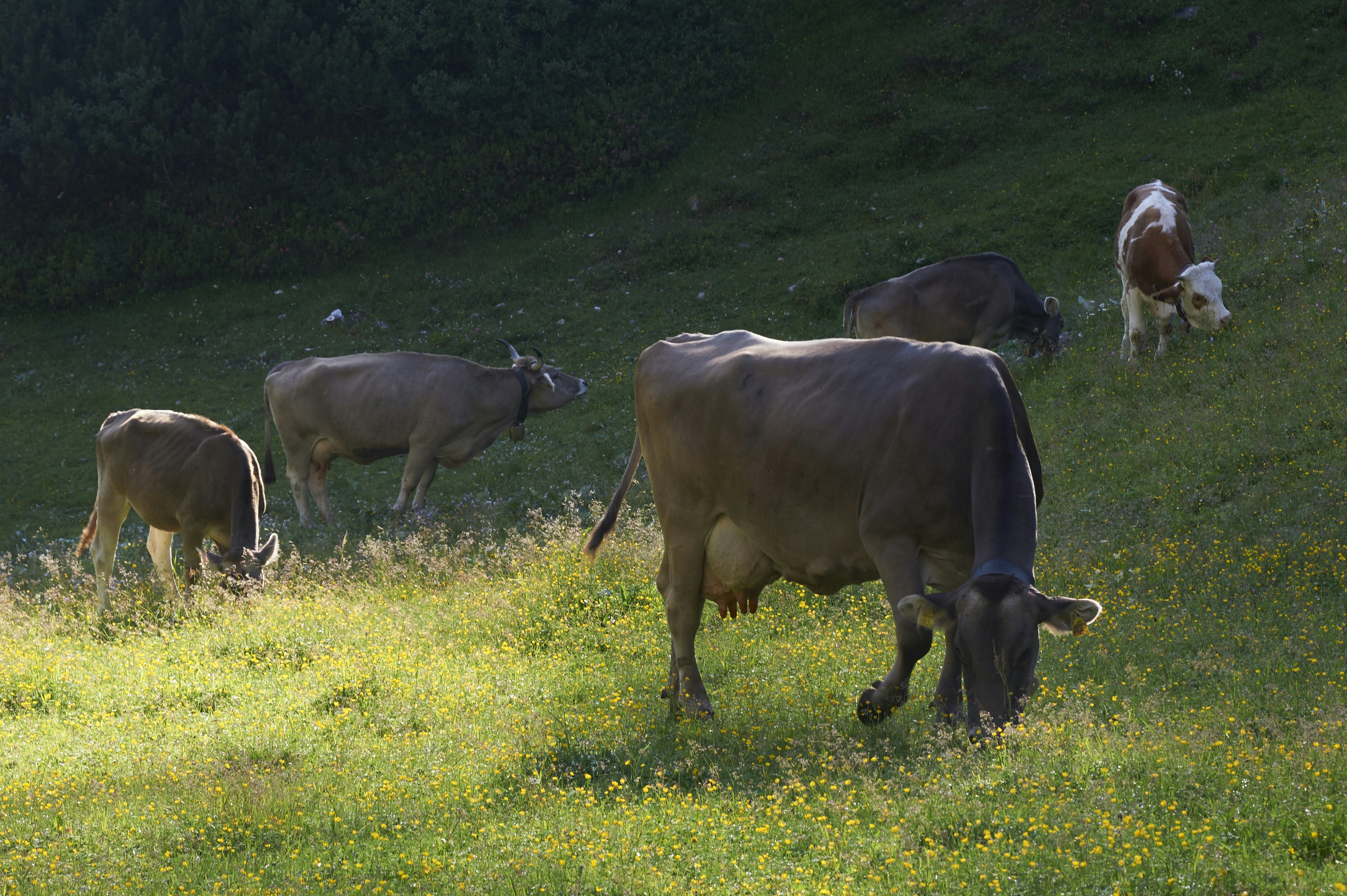 Free Unsplash photo from Harald Hofer