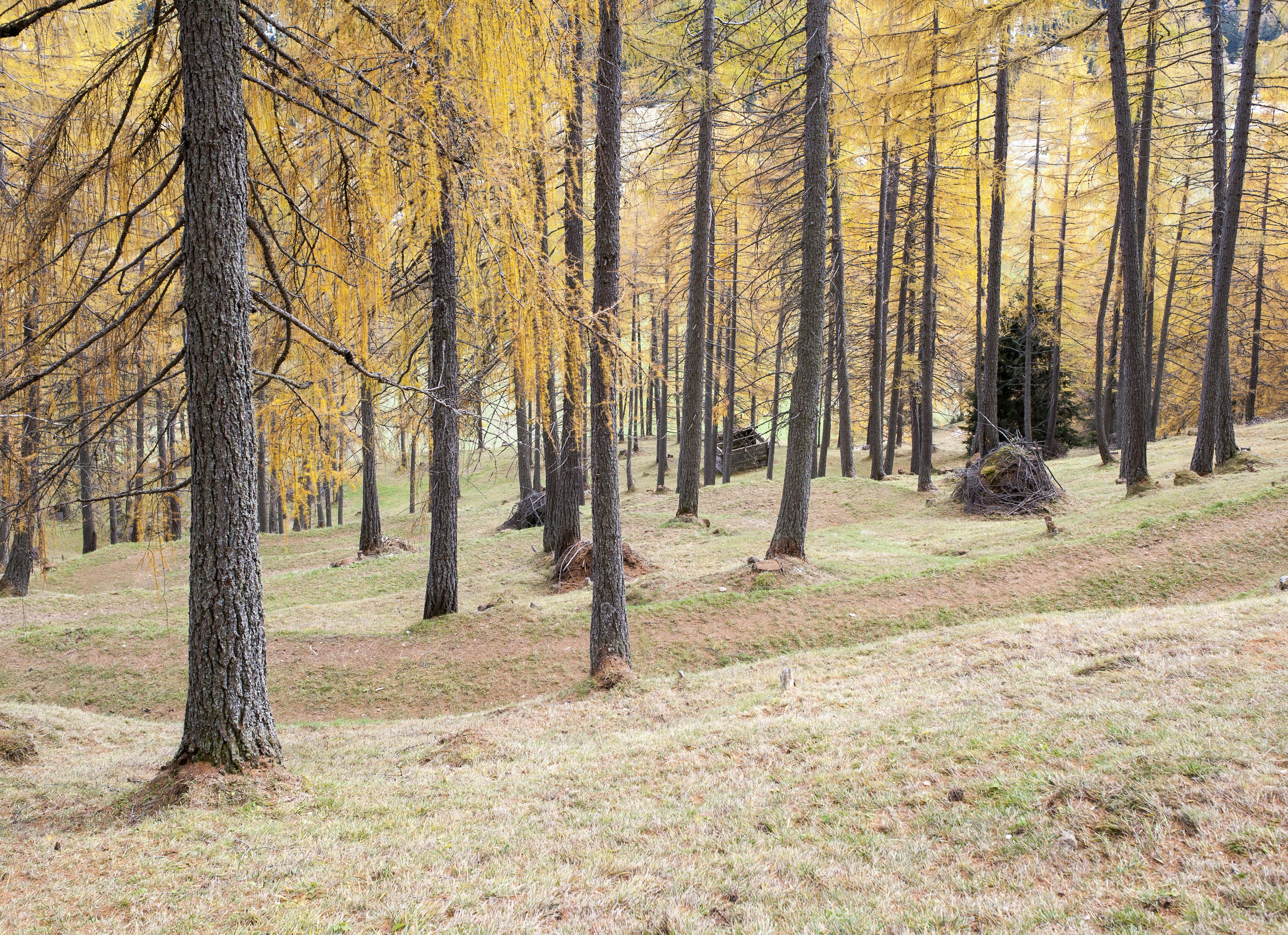 Free Unsplash photo from Harald Hofer