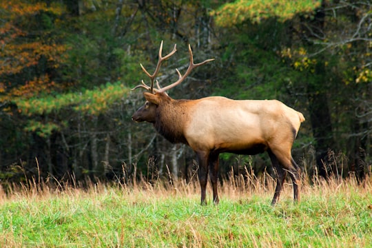 brown moose in Cataloochee United States