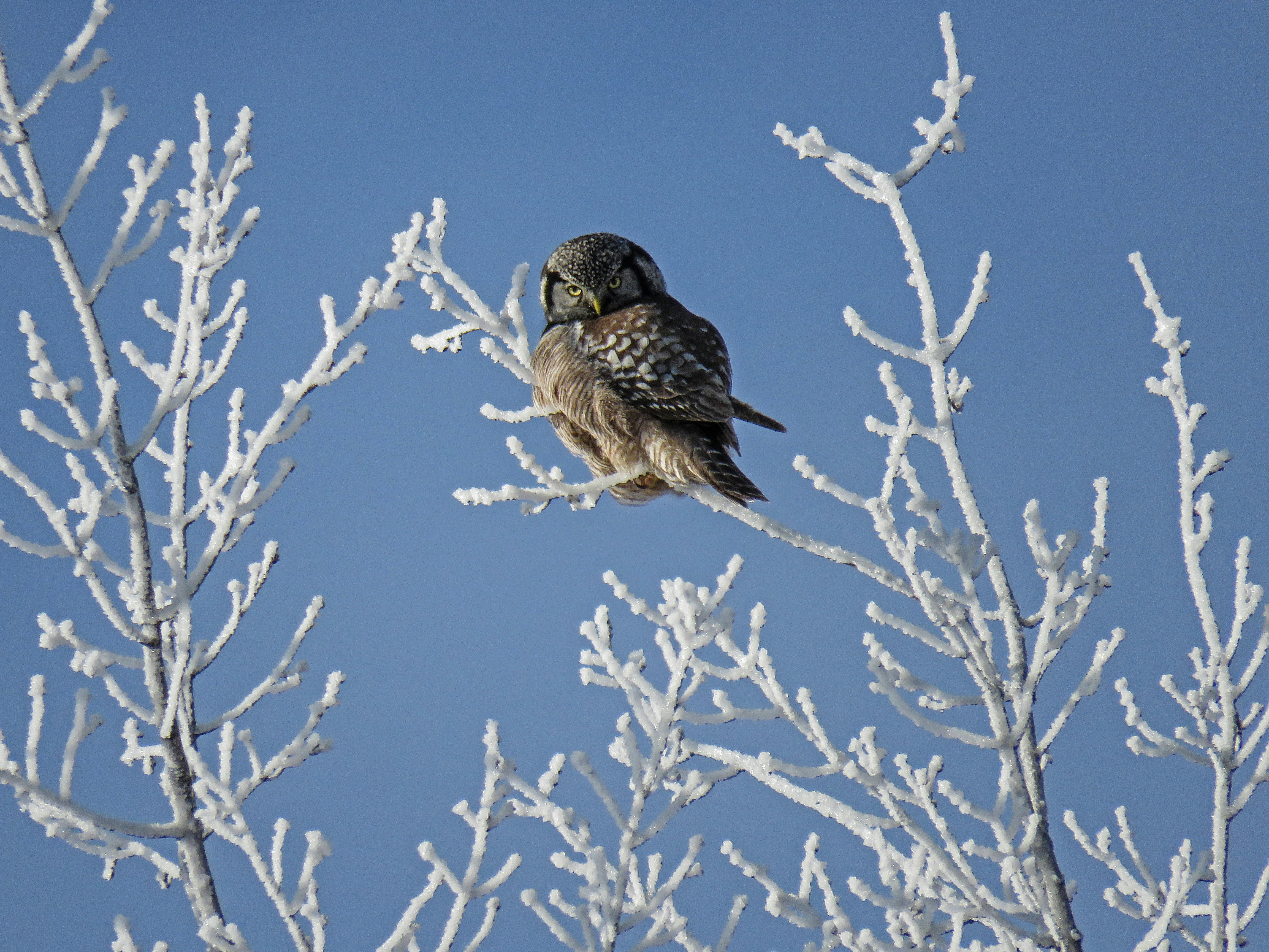 brown owl perched on leafless tree at daytime