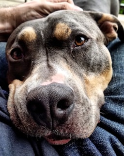A close-up of a dog resting peacefully on a volunteer’s lap inside the shelter