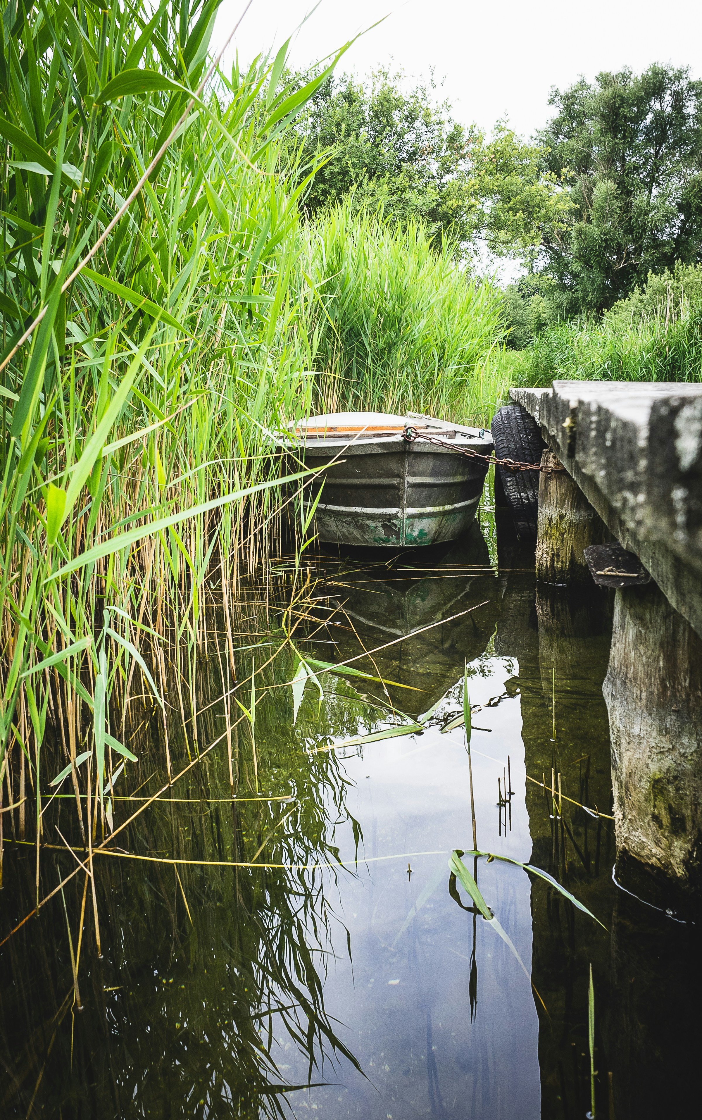 Free Unsplash photo from Rico Bico