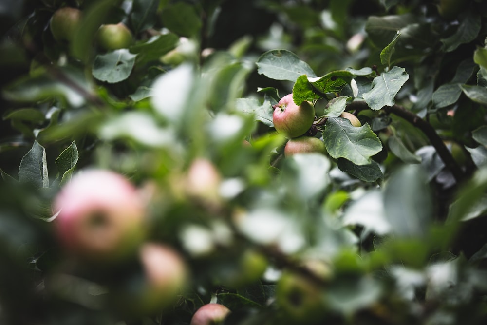 Fotografia selettiva di frutti rossi e verdi rotondi