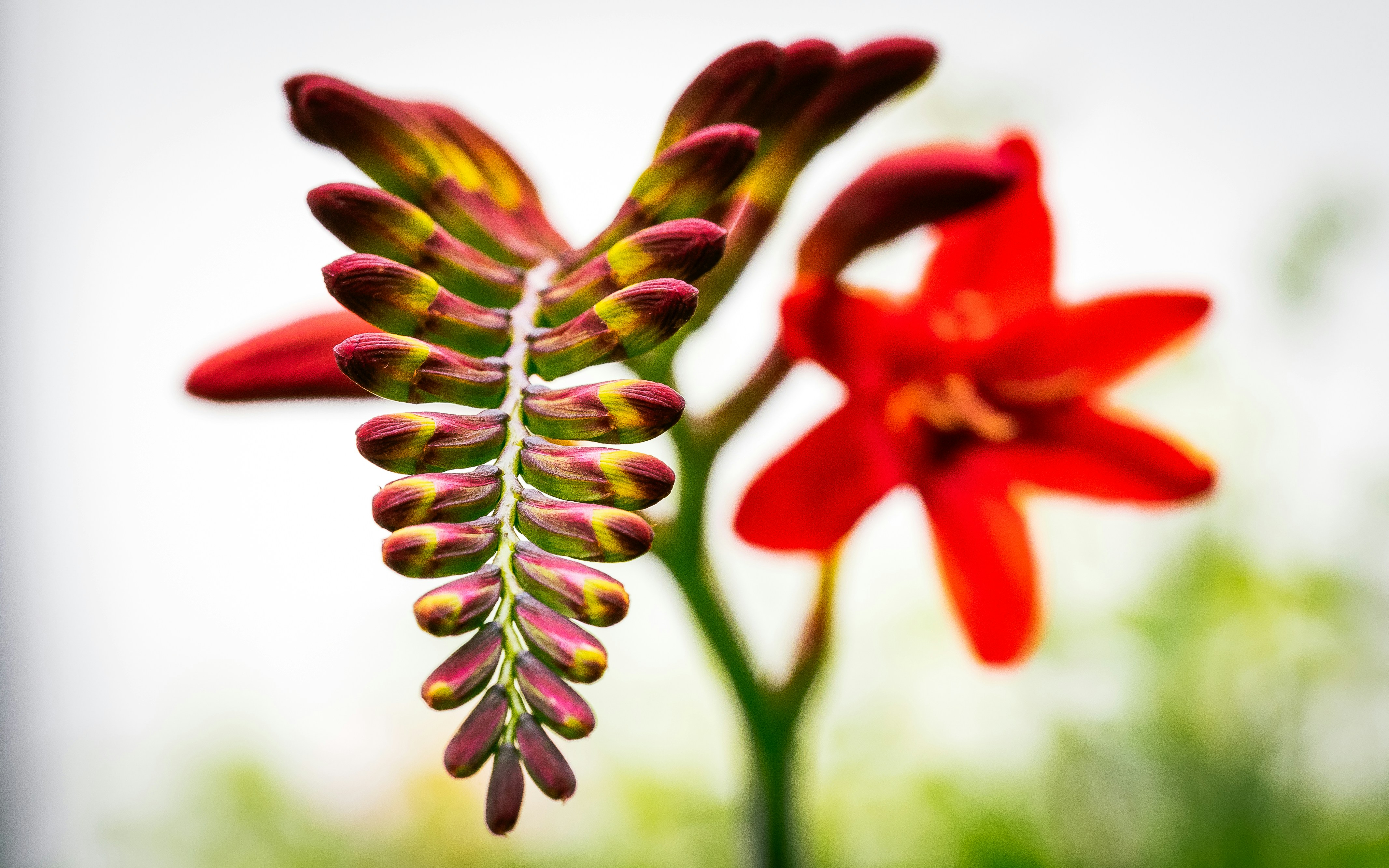 Free Unsplash photo from Rico Bico