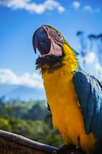 A vibrant macaw spreading its wings against a backdrop of lush jungle greens and coral pink sky.