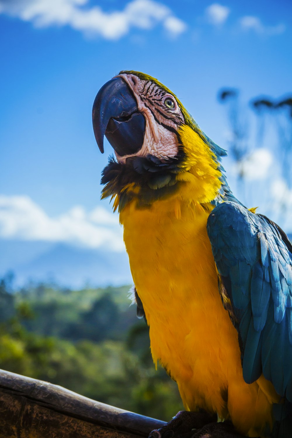 Gelber und blauer Papagei sitzt auf Holz