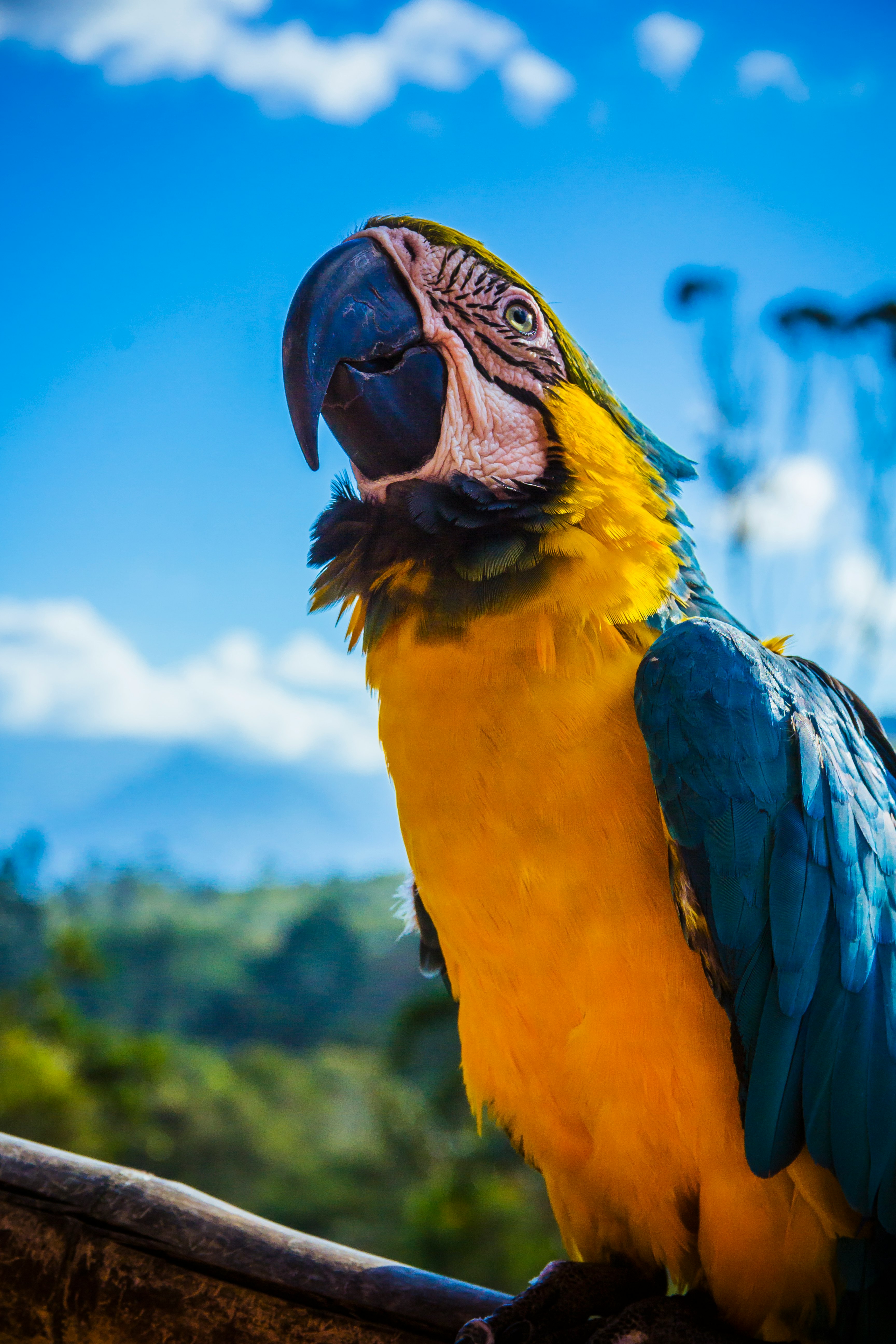 yellow and blue parrot perched on wood